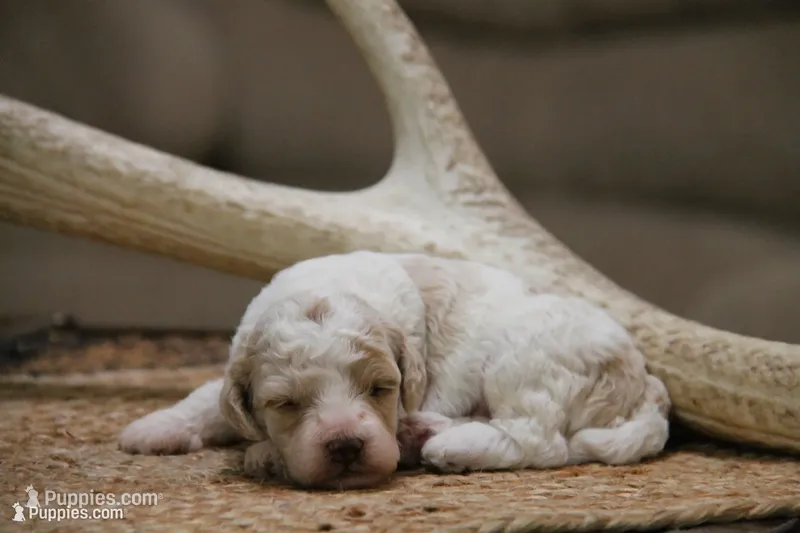 Pepper – Cockapoo puppy for sale in Arizona City, AZ
