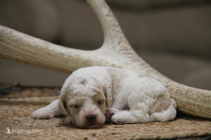 Pepper – Cockapoo puppy for sale in Arizona City, AZ