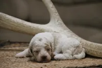 Pepper, a male Cockapoo for sale in Arizona City, AZ – 1 of 2