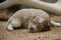 Jet, a male Cockapoo for sale in Arizona City, AZ – 2 of 2