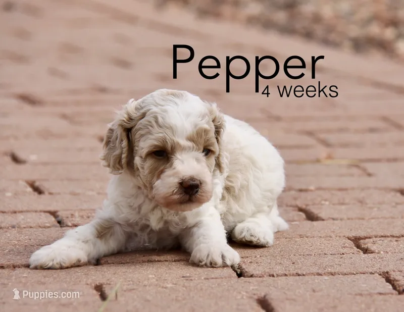 Pepper – Cockapoo puppy for sale in Arizona City, AZ