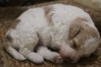 Chip, a male Cockapoo for sale in Arizona City, AZ – 2 of 2