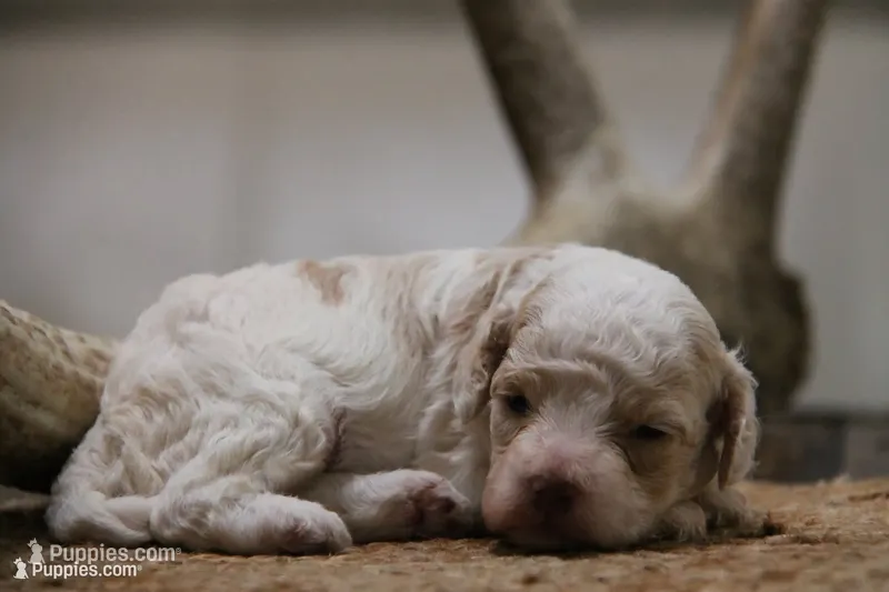 Duffy – Cockapoo puppy for sale in Arizona City, AZ