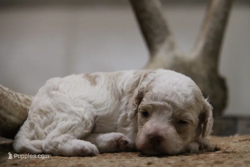 Duffy – Cockapoo puppy for sale in Arizona City, AZ