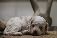Duffy, a male Cockapoo for sale in Arizona City, AZ – 1 of 2
