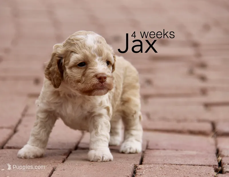 Jax – Cockapoo puppy for sale in Arizona City, AZ