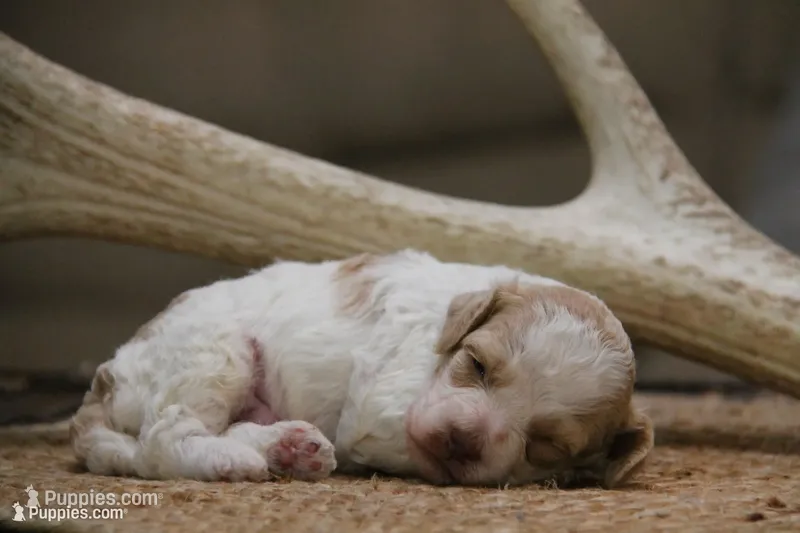 Chip – Cockapoo puppy for sale in Arizona City, AZ