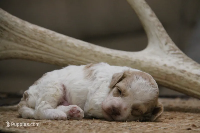Chip – Cockapoo puppy for sale in Arizona City, AZ