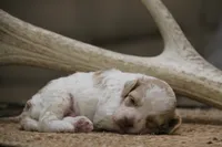 Chip, a male Cockapoo for sale in Arizona City, AZ – 1 of 2