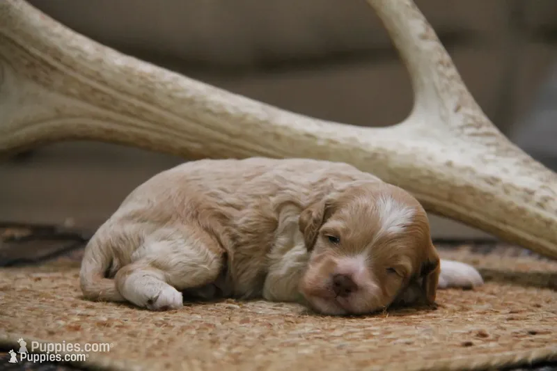 Jet – Cockapoo puppy for sale in Arizona City, AZ
