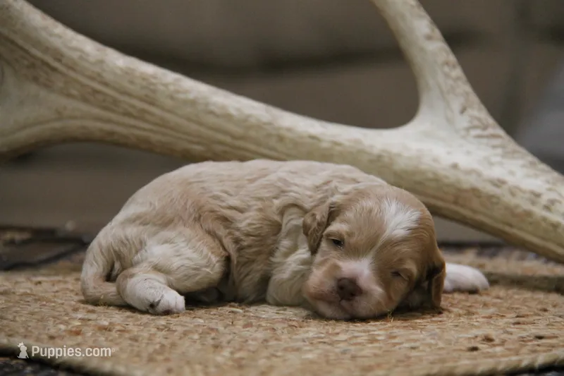 Jet – Cockapoo puppy for sale in Arizona City, AZ