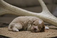 Jet, a male Cockapoo for sale in Arizona City, AZ – 1 of 2