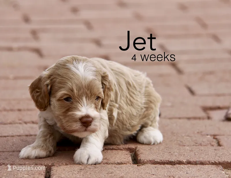 Jet – Cockapoo puppy for sale in Arizona City, AZ