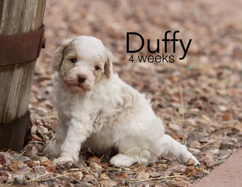 Duffy – Cockapoo puppy for sale in Arizona City, AZ