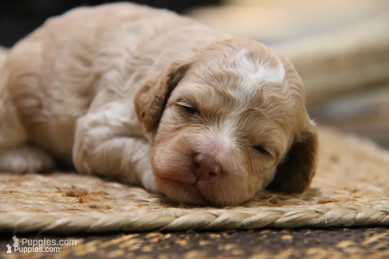 Jax – Cockapoo puppy for sale in Arizona City, AZ