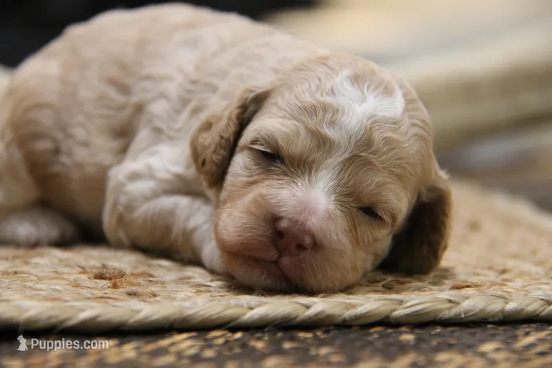 Jax – Cockapoo puppy for sale in Arizona City, AZ