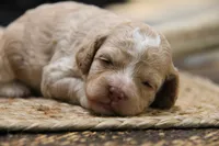 Jax, a female Cockapoo for sale in Arizona City, AZ – 1 of 2