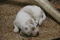 Pepper, a male Cockapoo for sale in Arizona City, AZ – 2 of 2