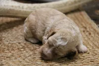 Jax, a female Cockapoo for sale in Arizona City, AZ – 2 of 2