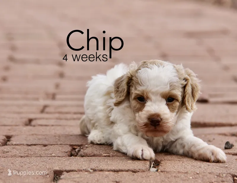 Chip – Cockapoo puppy for sale in Arizona City, AZ