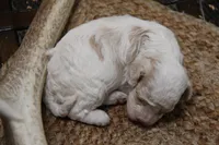 Duffy, a male Cockapoo for sale in Arizona City, AZ – 2 of 2