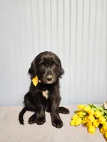 Shirley Temple, a female Goldendoodle for sale in Bend, OR – 2 of 5