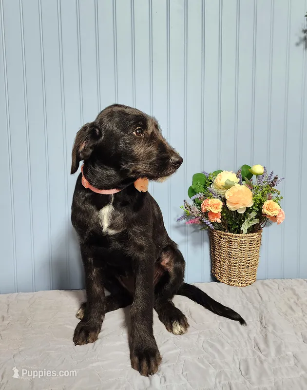 Veronica - Schnauzer Resemblence – American Bulldog, Goldendoodle puppy for sale in Bend, OR