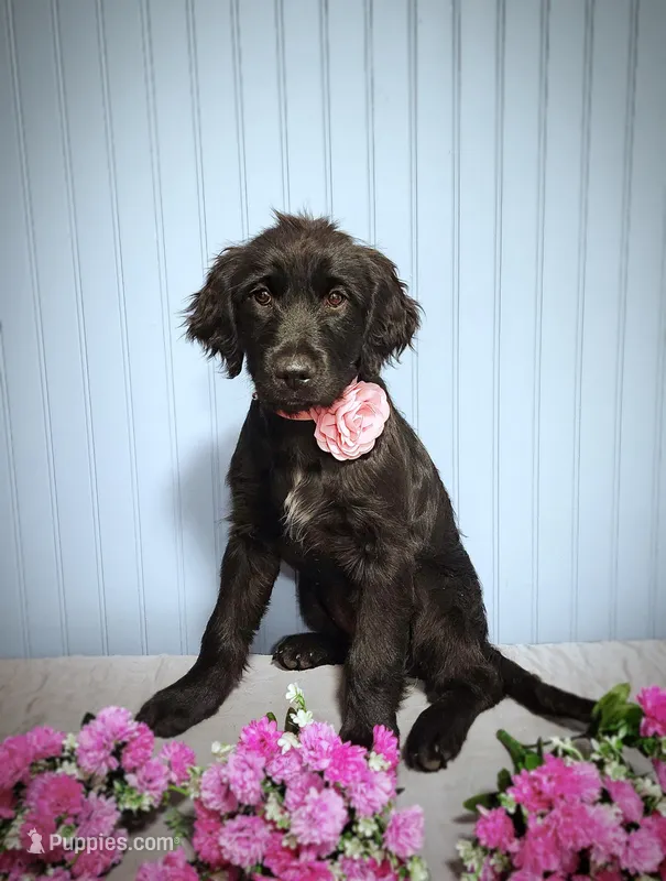 Darling – Goldendoodle puppy for sale in Bend, OR