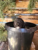 Veronica , a female American Bulldog and Goldendoodle for sale in Bend, OR – Photo 3 of 7