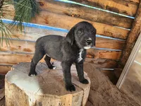 Veronica , a female American Bulldog and Goldendoodle for sale in Bend, OR – Photo 4 of 7