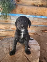 Veronica , a female American Bulldog and Goldendoodle for sale in Bend, OR – Photo 2 of 7