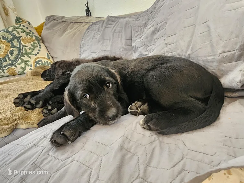 Veronica  – American Bulldog, Goldendoodle puppy for sale in Reno, NV