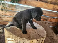 Veronica , a female American Bulldog and Goldendoodle for sale in Bend, OR – Photo 5 of 7