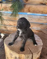 Veronica , a female American Bulldog and Goldendoodle for sale in Bend, OR – Photo 6 of 7