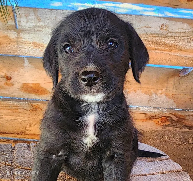 Veronica  – American Bulldog, Goldendoodle puppy for sale in Bend, OR
