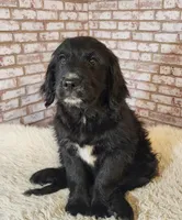 Shirley Temple, a female Goldendoodle for sale in La Pine, OR – 3 of 5