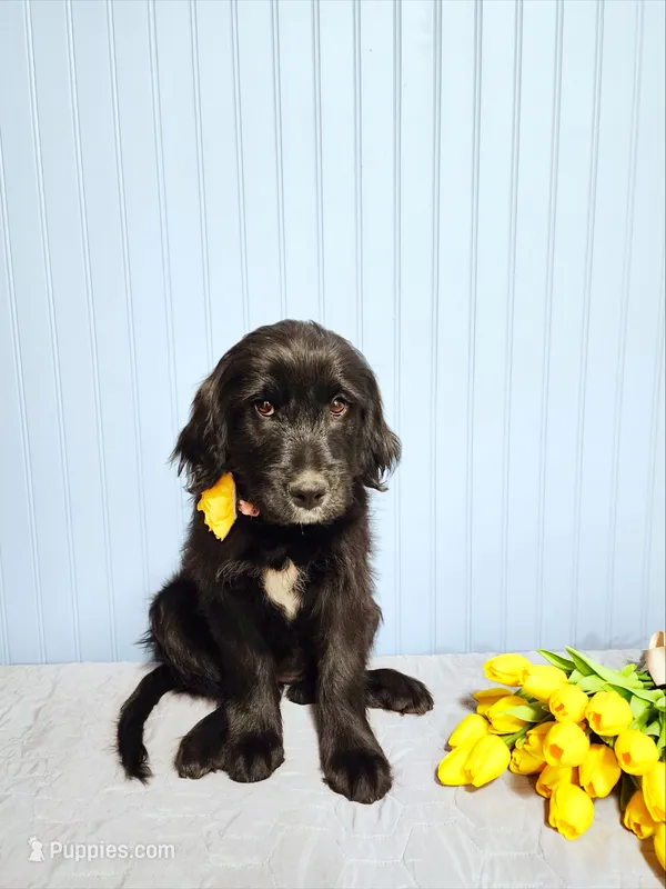 Shirley Temple – Goldendoodle puppy for sale in Bend, OR