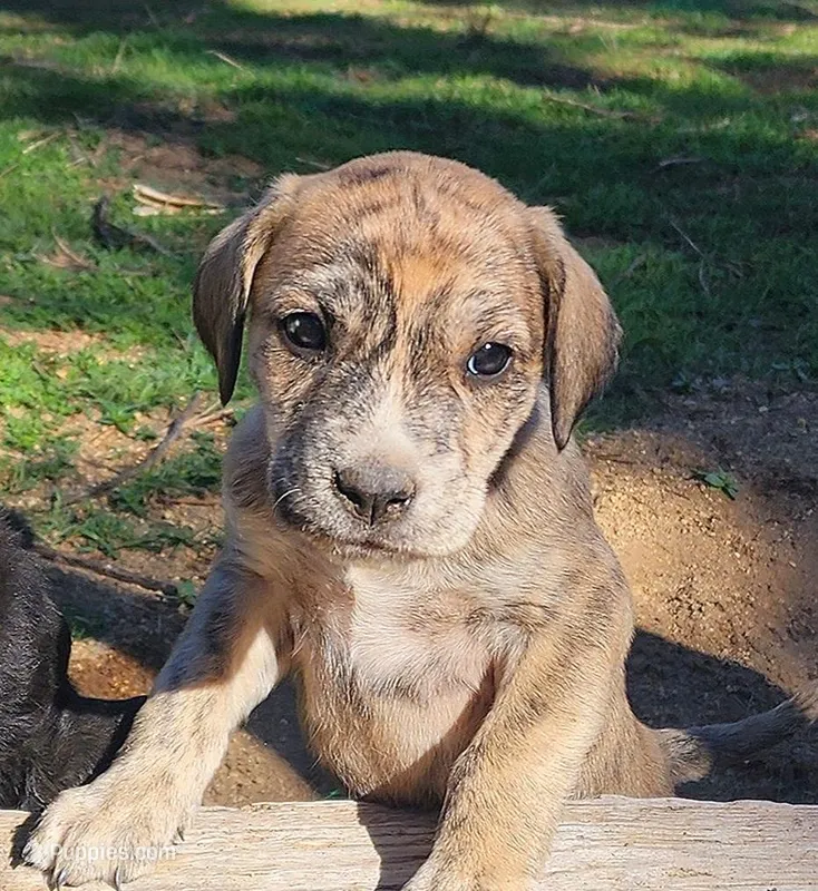 Tiger – American Bulldog, Goldendoodle puppy for sale in Bend, OR