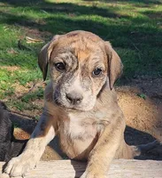 Tiger, a female American Bulldog and Goldendoodle for sale in Bend, OR – Photo 1 of 10