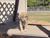 Tiger, a female American Bulldog and Goldendoodle for sale in Bend, OR – Photo 8 of 10