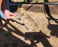 Tiger, a female American Bulldog and Goldendoodle for sale in Bend, OR – Photo 9 of 10