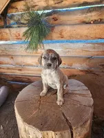 Tiger, a female American Bulldog and Goldendoodle for sale in Bend, OR – Photo 7 of 10