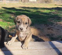 Tiger, a female American Bulldog and Goldendoodle for sale in Bend, OR – Photo 2 of 10