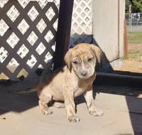 Tiger, a female American Bulldog and Goldendoodle for sale in Bend, OR – Photo 6 of 10