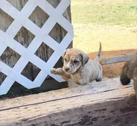 Tiger, a female American Bulldog and Goldendoodle for sale in Bend, OR – Photo 3 of 10