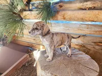 Tiger, a female American Bulldog and Goldendoodle for sale in Bend, OR – Photo 5 of 10