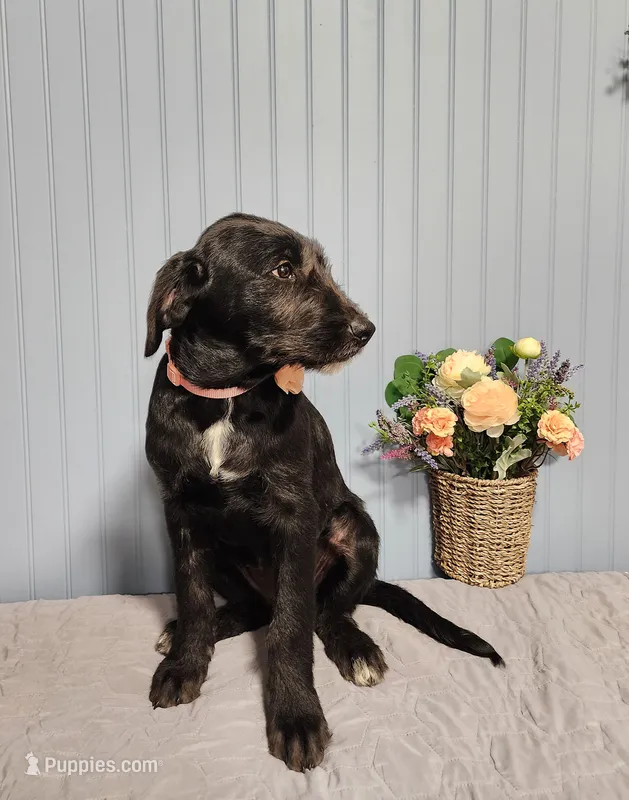 Veronica - Schnauzer Resemblence – American Bulldog, Goldendoodle puppy for sale in Bend, OR