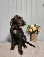 Veronica - Schnauzer Resemblence, a female American Bulldog and Goldendoodle for sale in Bend, OR – 1 of 4