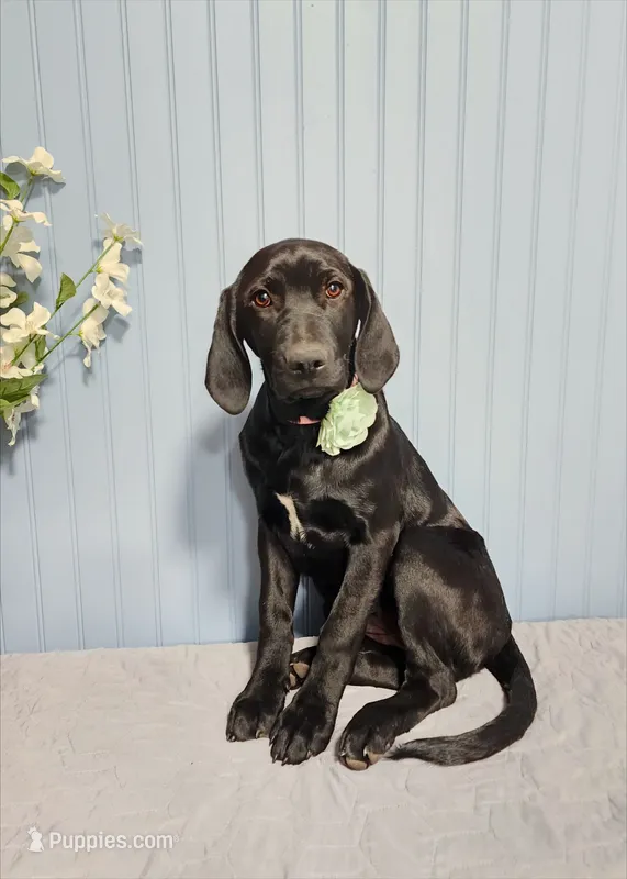 Lady - Lab Resemblance – American Bulldog, Goldendoodle puppy for sale in Bend, OR