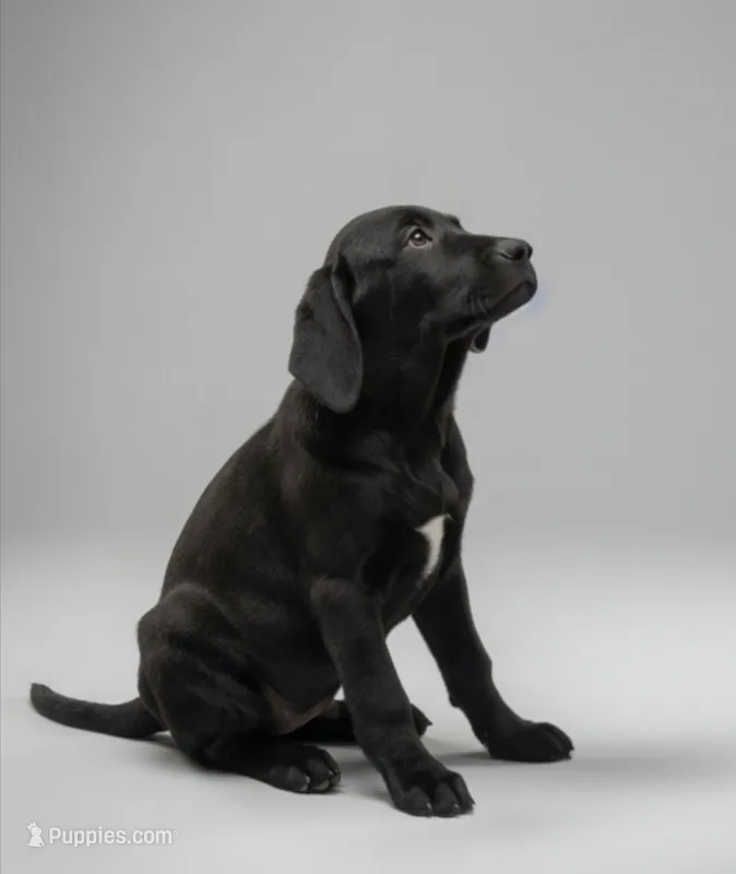 Lady – American Bulldog, Goldendoodle puppy for sale in La Pine, OR